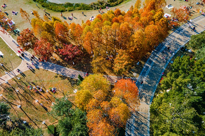 Picturesque scenery of bald cypress trees in E China