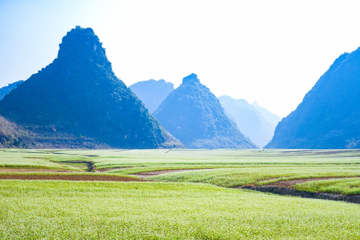 Buckwheat flowers in bloom resemble snowflakes in S China