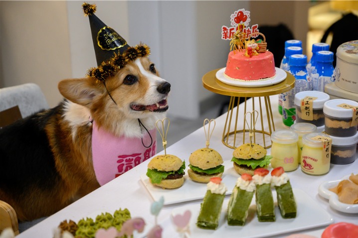 China's pet industry booms as consumption diversifies