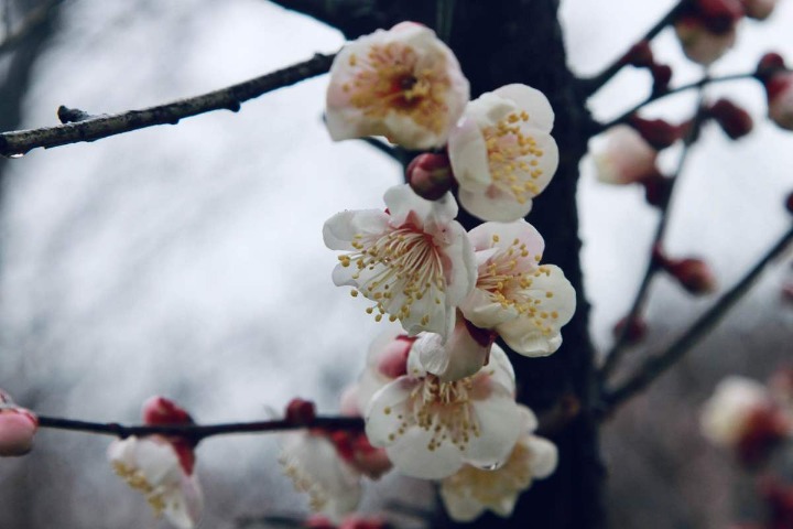 Plum blossoms in full bloom in Wuhan