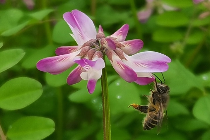 Chinese milk vetch flowers bloom in Guangxi