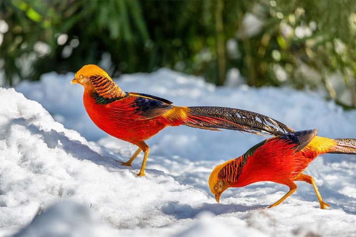 Golden pheasants forage in snow in Chongqing