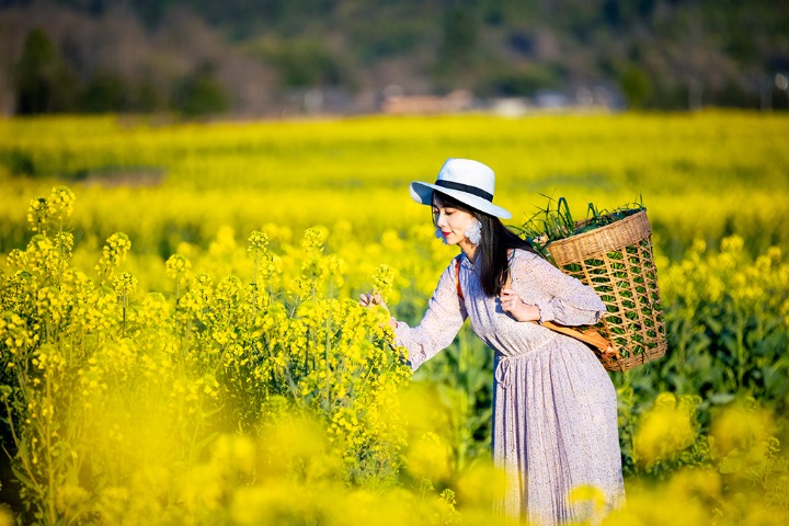 Rapeseed flowers bloom in Yunnan