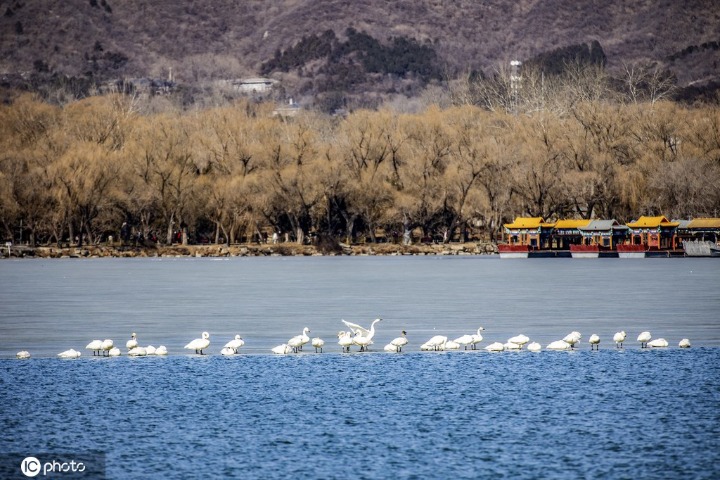 Summer Palace lake welcomes migratory swans