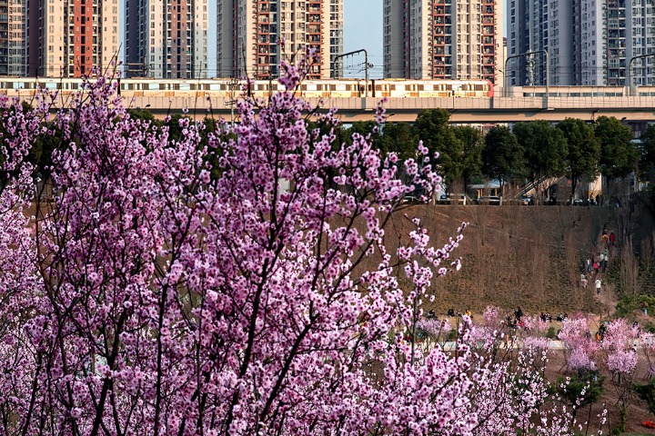 Bullet train parts the sea of Meiren flowers in Chongqing