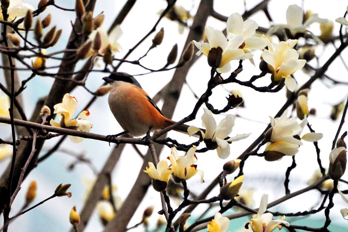 Blooming magnolias herald coming of spring in Shanghai