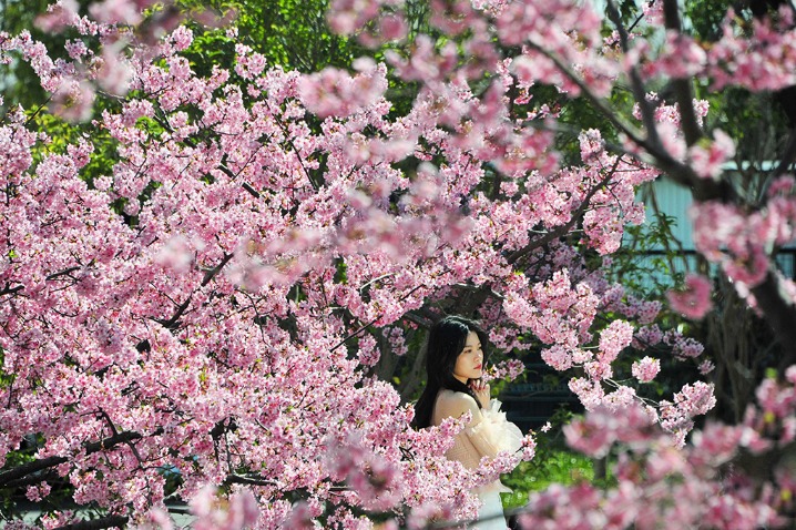 Cherry blossoms form sea of pink in Shanghai