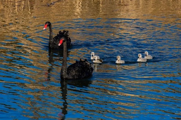 Swan family becomes star attraction at Tangdao Bay Park