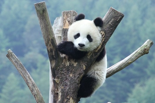 Tourism website Qyer promotes animal-friendly experience