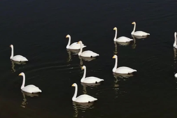 Migratory birds make a pit stop in Inner Mongolia