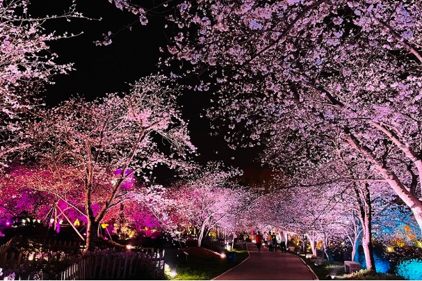 Cherry blossoms add to night charm in Wuhan