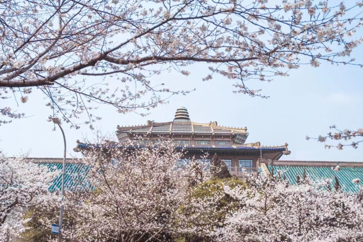 Cherry trees in full bloom at Wuhan University