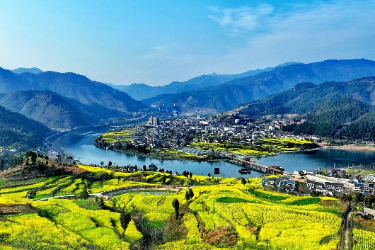 Fields of cole flowers in Lizhou, SW China's Guangyuan