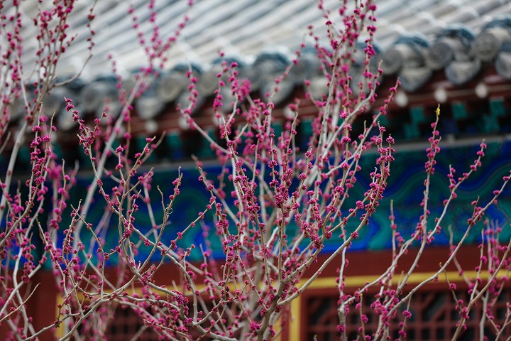Various flowers bloom in ancient architectural complex