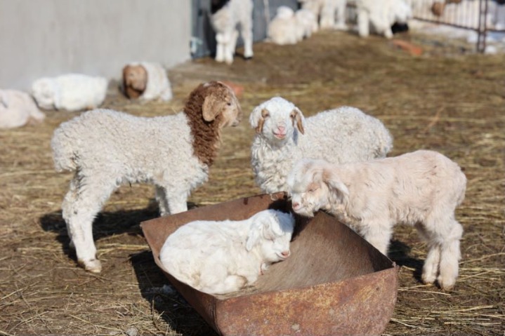 Shepherd runs business delivering baby goats