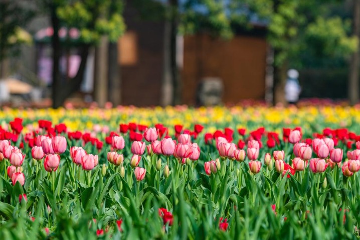 Tulips make dramatic appearance in Wuhan garden