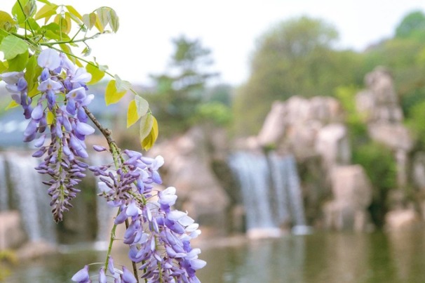 Colorful flowers grace SND in spring