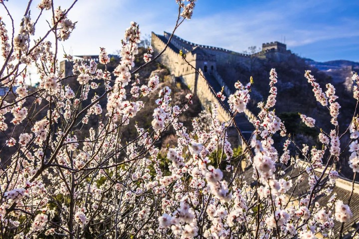 Great Wall surrounded by sea of flowers