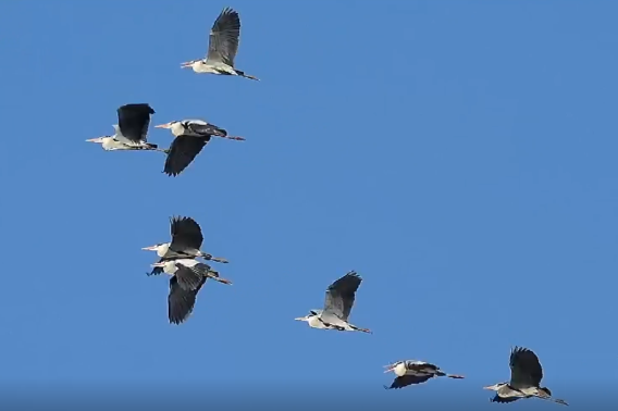 Egrets prepare for breeding in spring