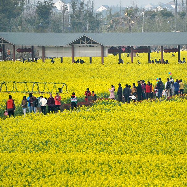 Fengxian district, Shanghai