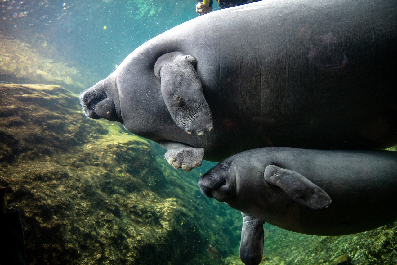 Baby African manatee makes debut at Guangdong ocean park
