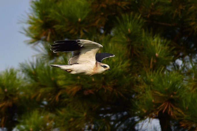 With increased green coverage, 'concrete jungles' become bird abodes