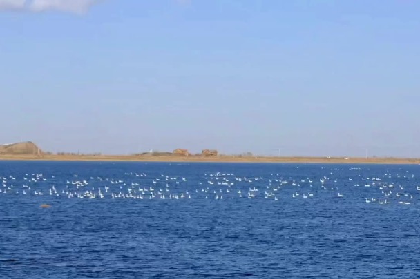 Thousands of swans fly over lake in Inner Mongolia