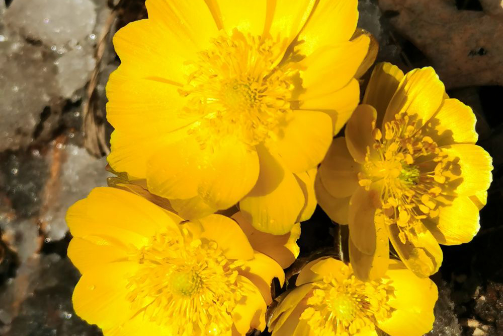 Marigold flowers in full bloom in Changchun