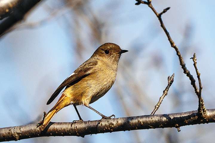 Interest in bird-watching has grown in Shanghai