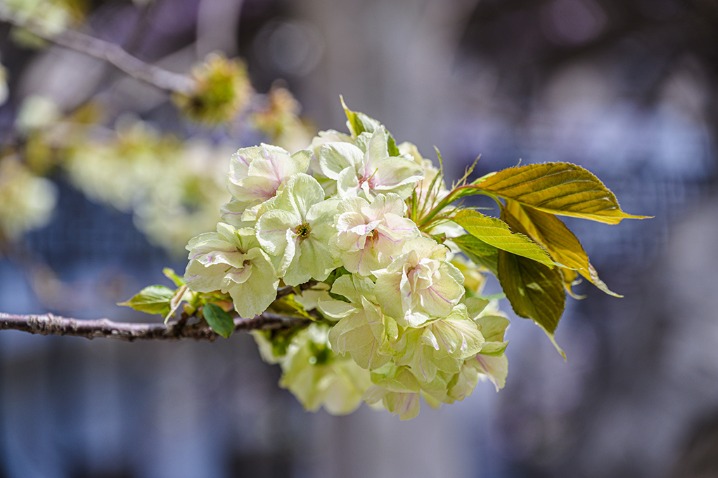 Green cherry blossoms? Find them in Henan