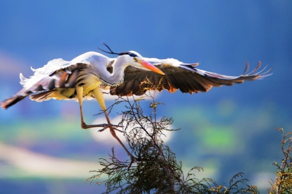 Grey herons photographed in SW China's Guangyuan