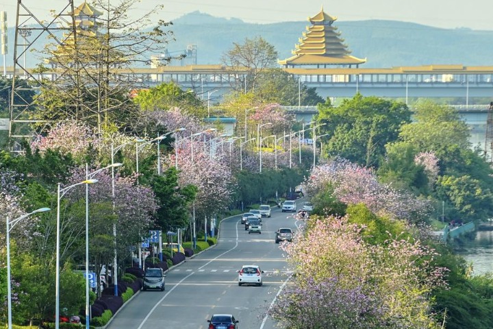 Bauhinia flowers in full bloom in Guangxi