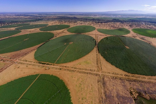 Potatoes chip in to restrict desert growth