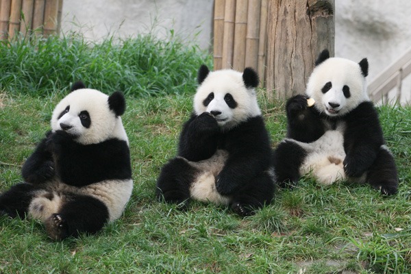 Amazing China in 60 Seconds: Sichuan