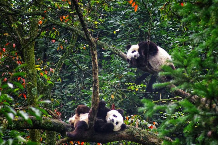 Ya'an finding the balance between humans and pandas