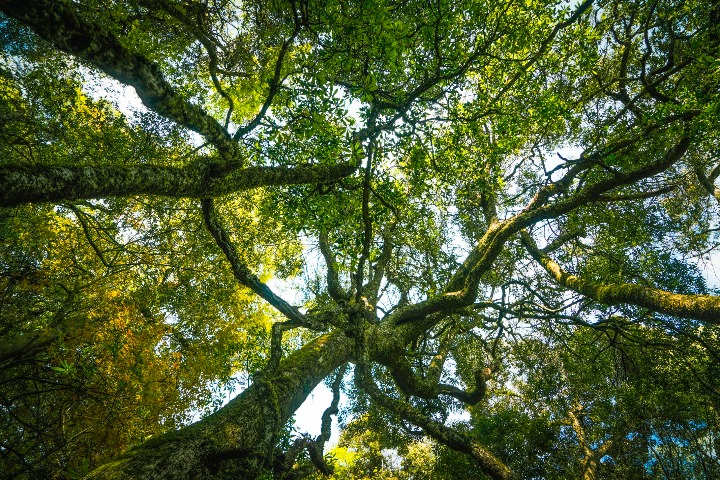 Old tea trees abundant in Yunnan mountains