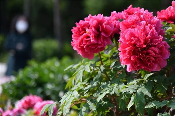 Peony flowers in full bloom in Shandong