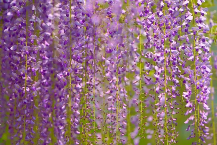 Wisteria flowers of different varieties bloom in Beijing park