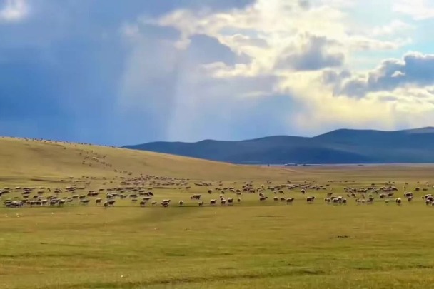 Goats and sheep graze on Hulunbuir Grassland in summer