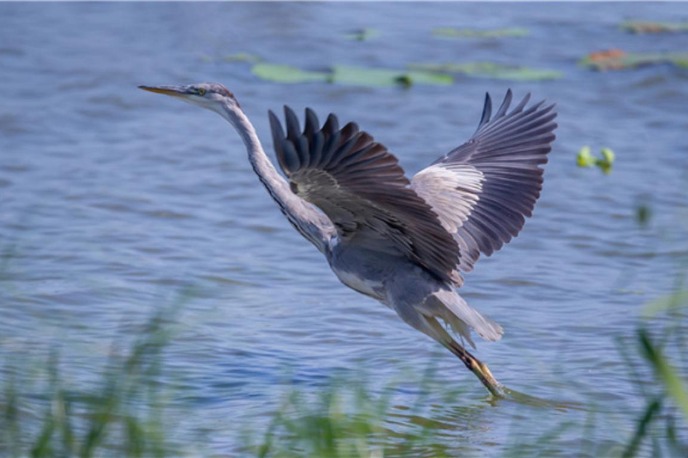 Xi Focus: China's biodiversity push and its broader ecological ambition