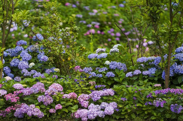 Hydrangea flowers in full bloom in Jiangxi