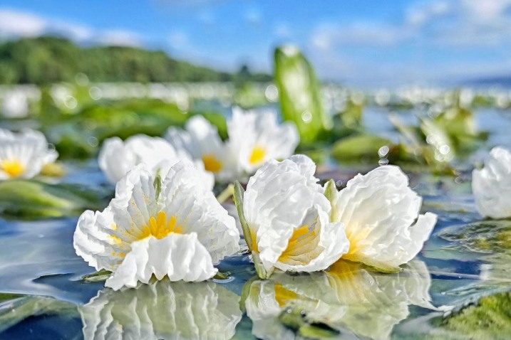 Flowers of Ottelia acuminate in full bloom in Yunnan