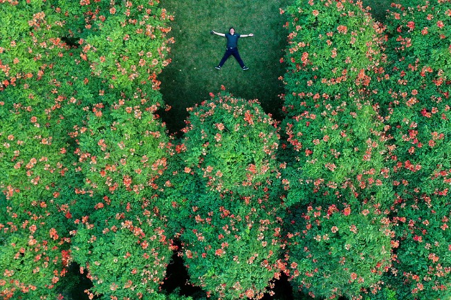 Trumpet vine flowers a rare beauty when they change colors