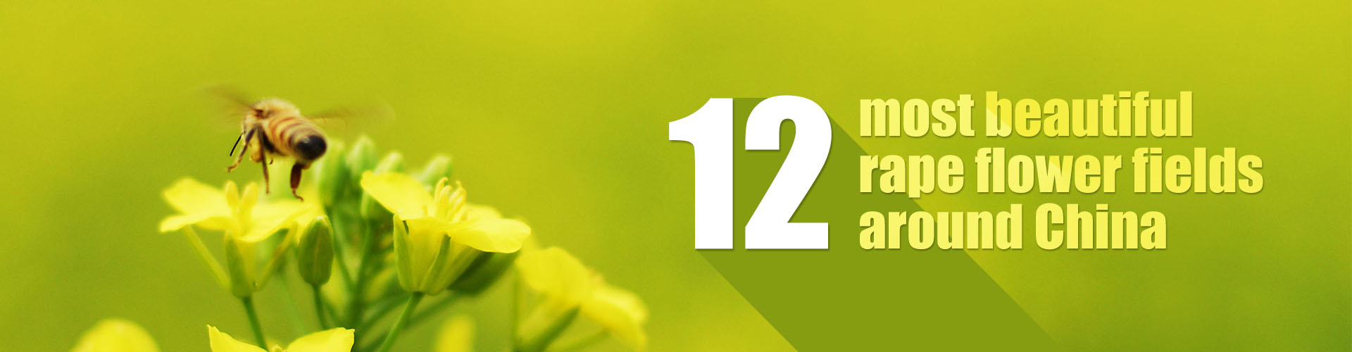 12 most beautiful rape flower fields around China