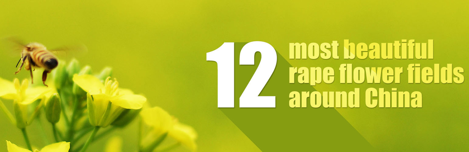12 most beautiful rape flower fields around China