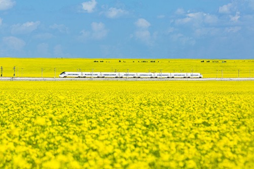 12 most beautiful rape flower fields around China
