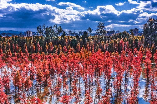 11 beautiful dawn redwood forests in China