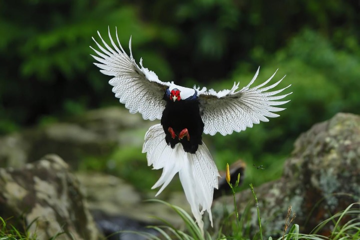 Where the birds are, so is the photographer