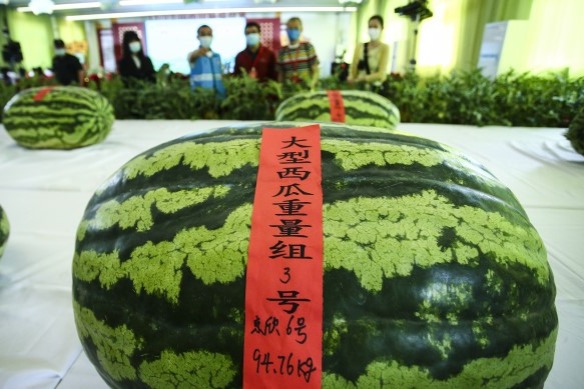 Watermelon festival injects momentum into local agriculture