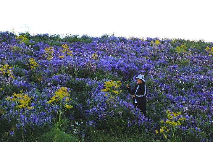 Sea of flowers draws tourists to Xinjiang mountain